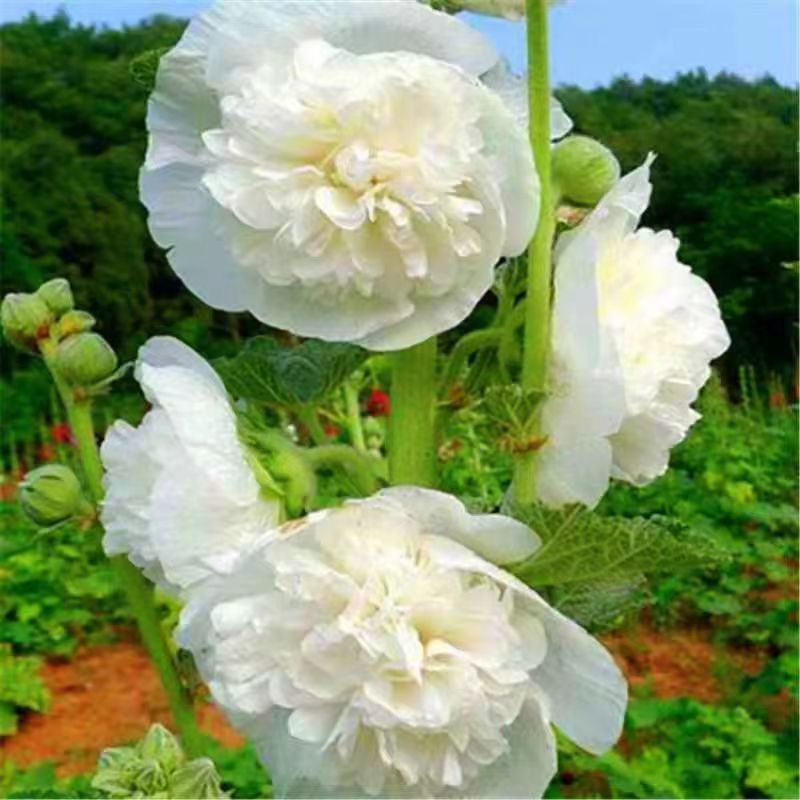 86cdba9164fa7f352b6e837167ee8b35